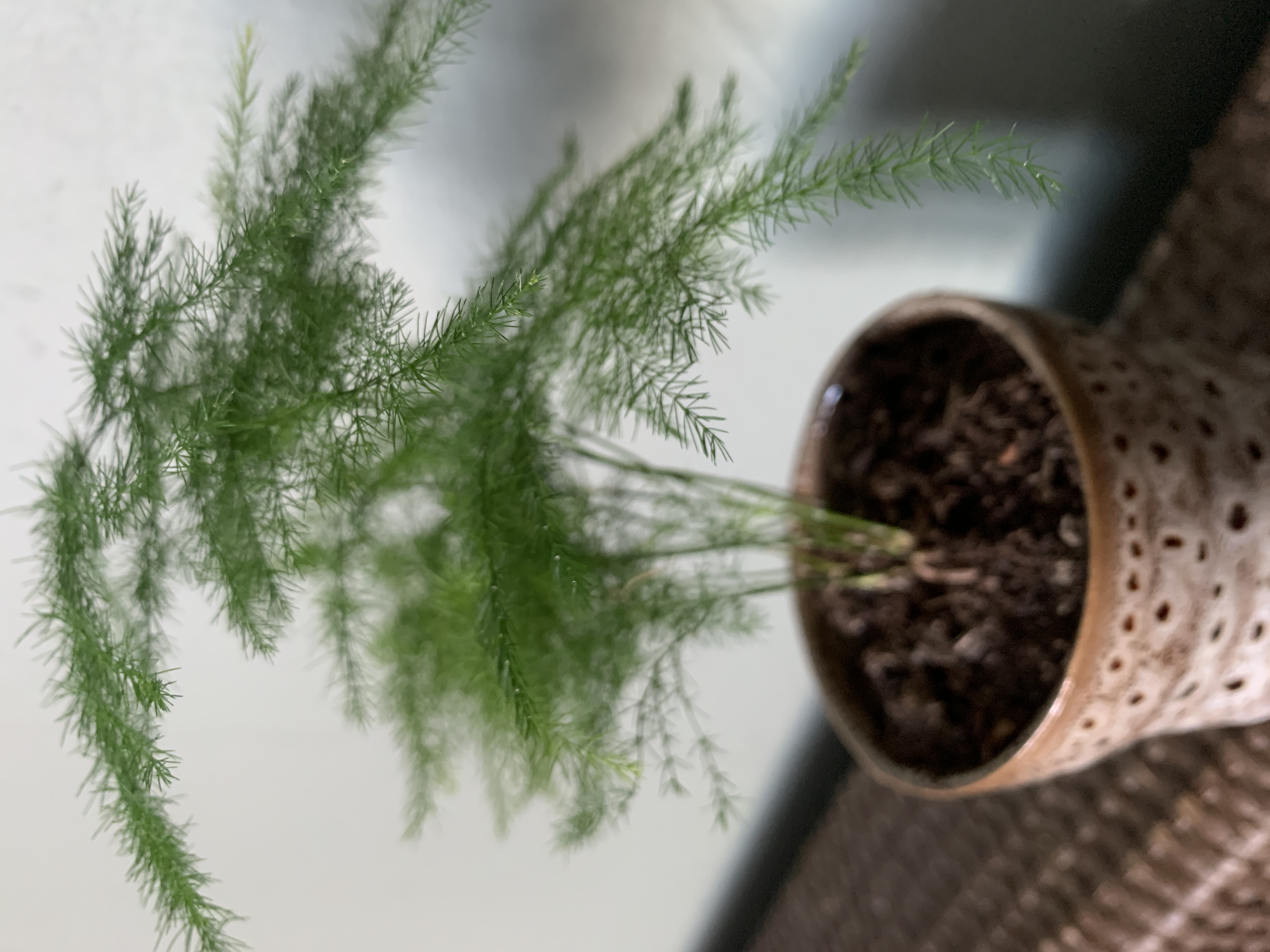 een volwassen Asparagus Plumosus ‘Sierasperge’ stekje 