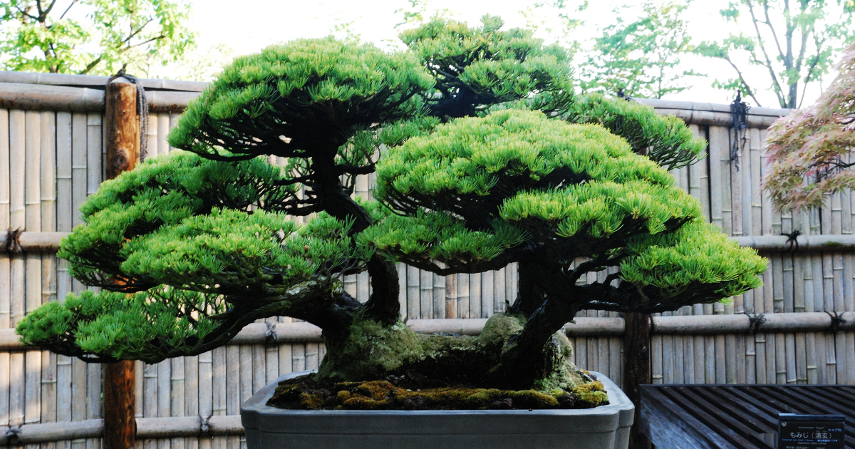 bonsai-tree.png