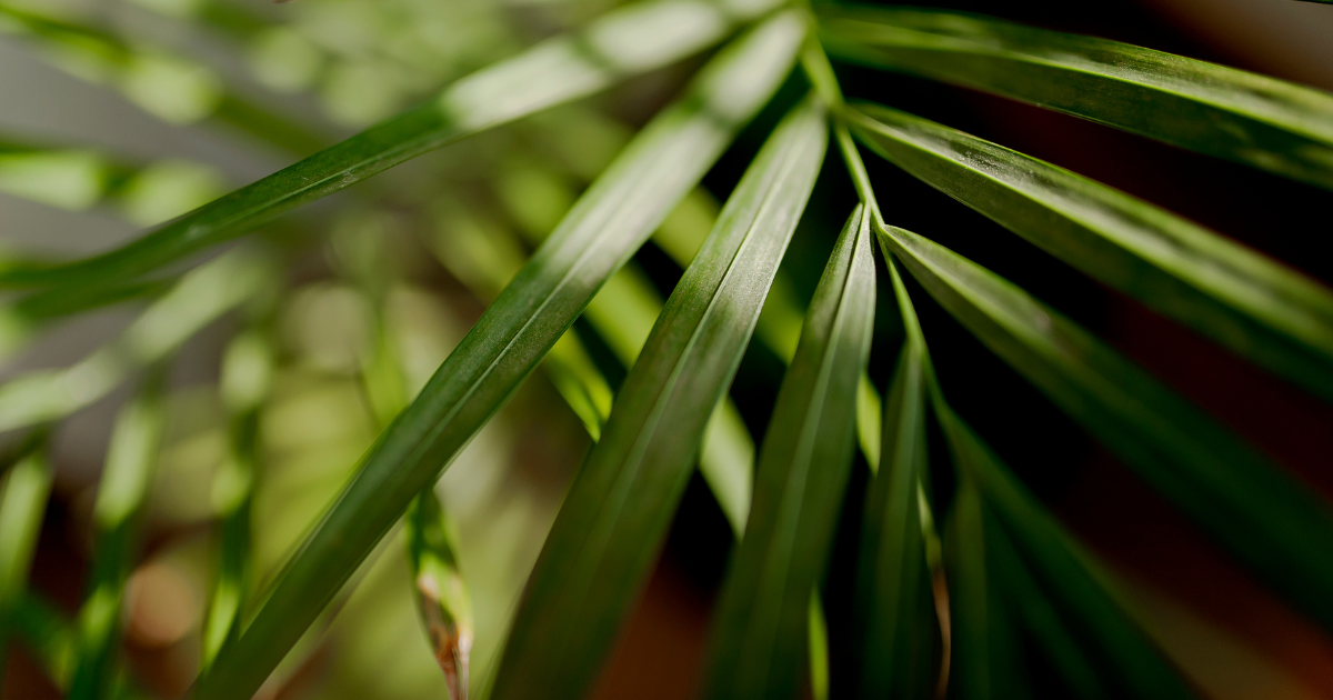 Parlor Palm .png