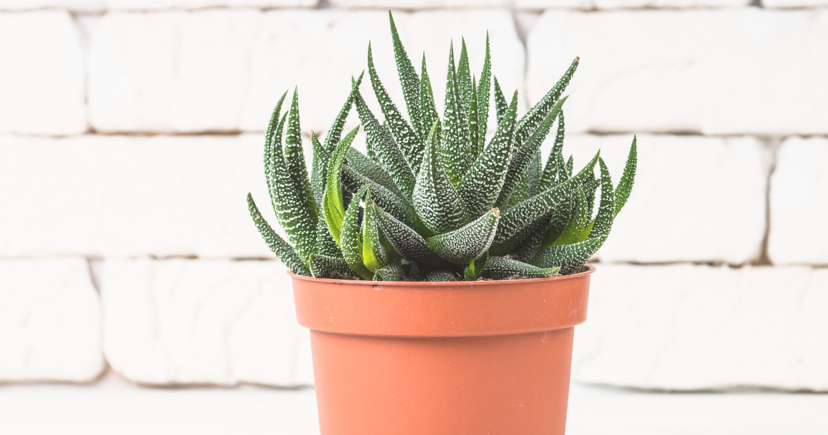 Haworthia.png