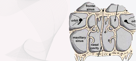 burun_anatomisi_1.jpg