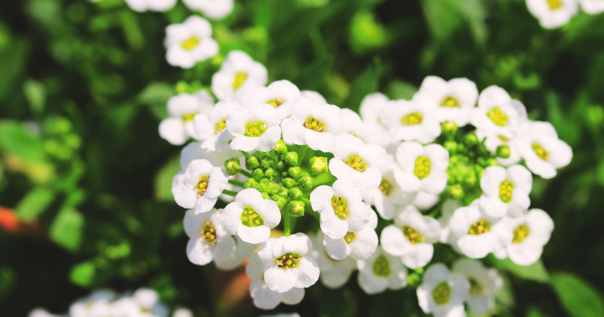 Sweet Alyssum.png
