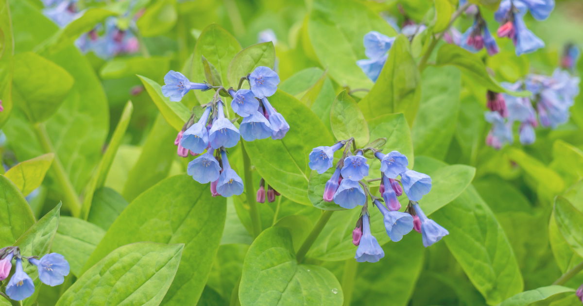 Virginia Bluebells.png