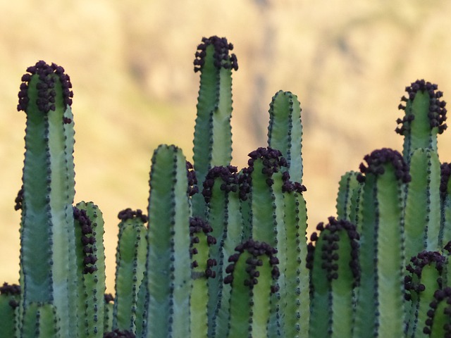 canary-spurge-g09e83a747_640.jpg