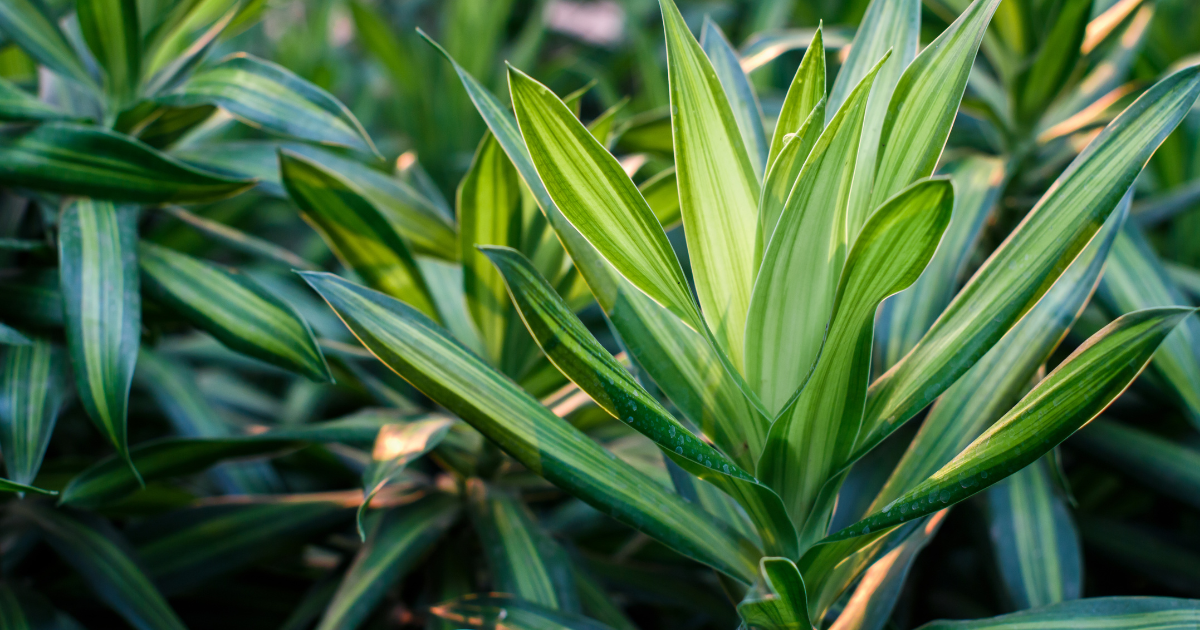 Dracaena.png