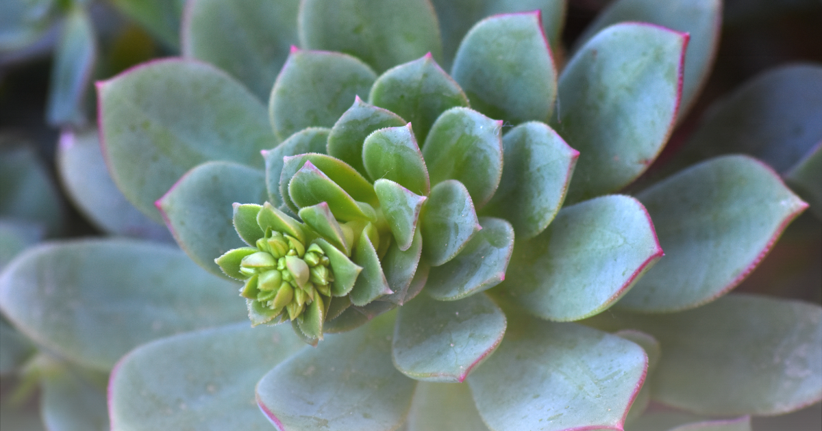 Echeveria -Ramillette-.png