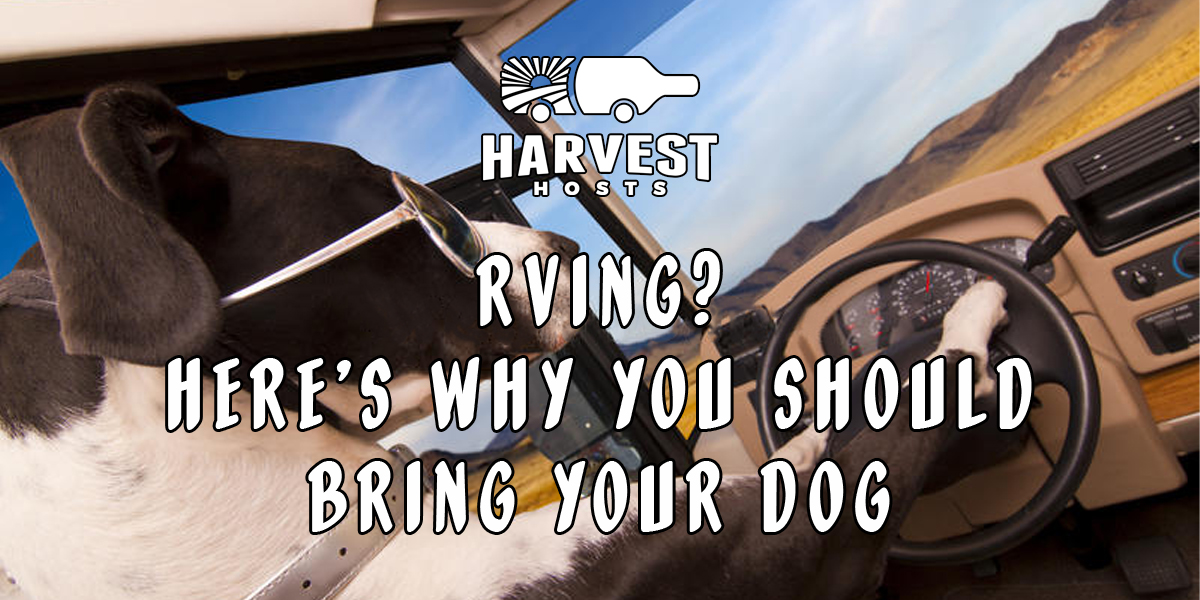 Rving? Here''s Why You Should Bring Your Dog