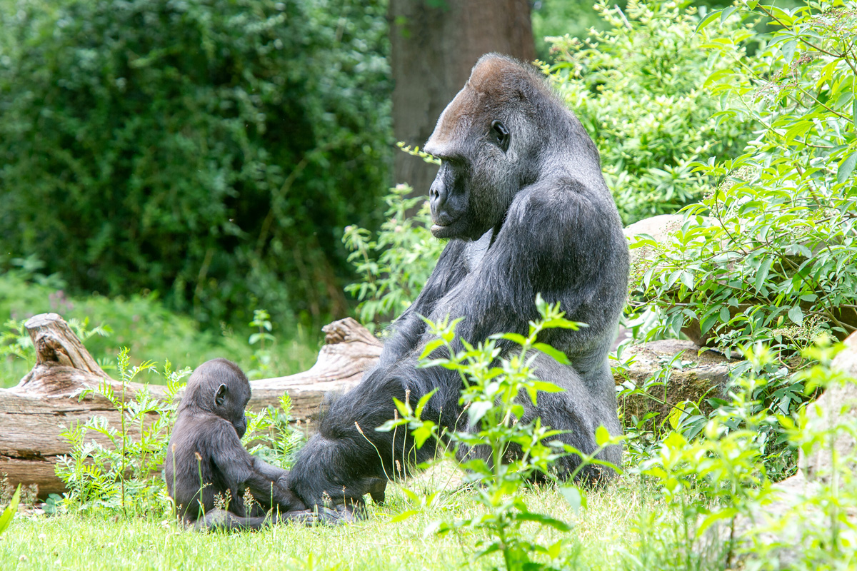 2. Apenheul-gorillas-LR.jpg