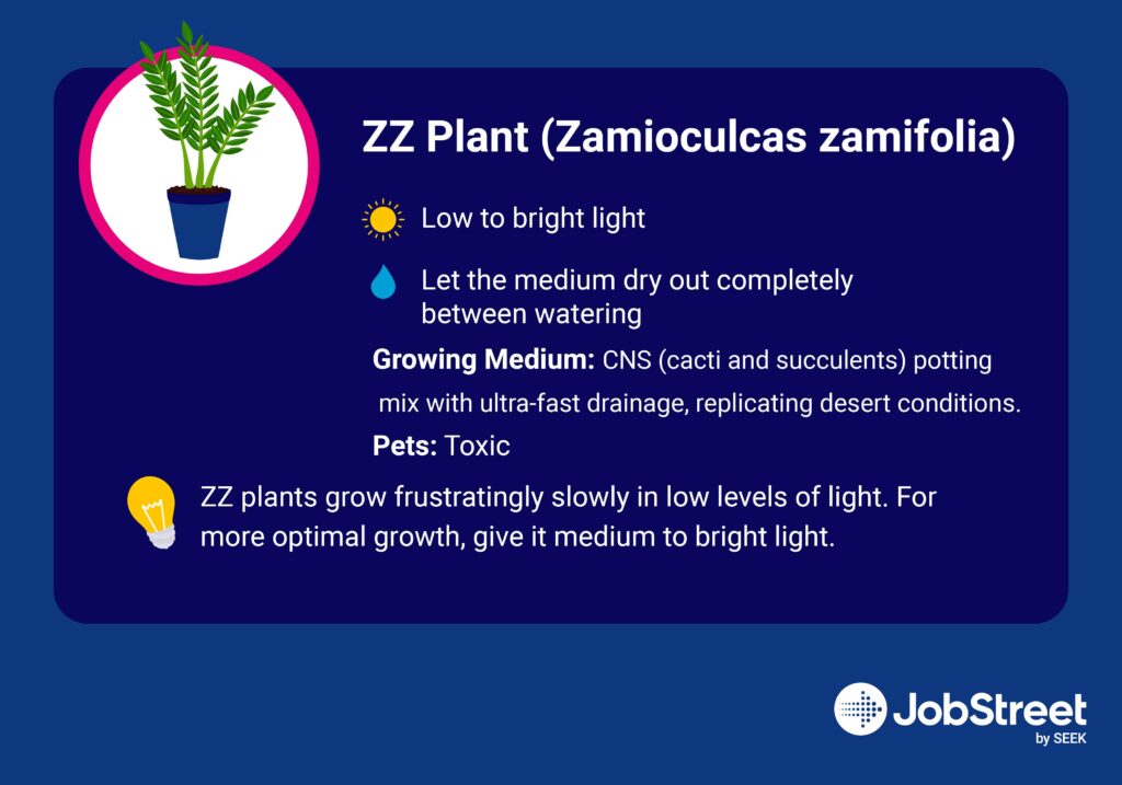 ZZ Plant (Zamioculcas zamifolia)