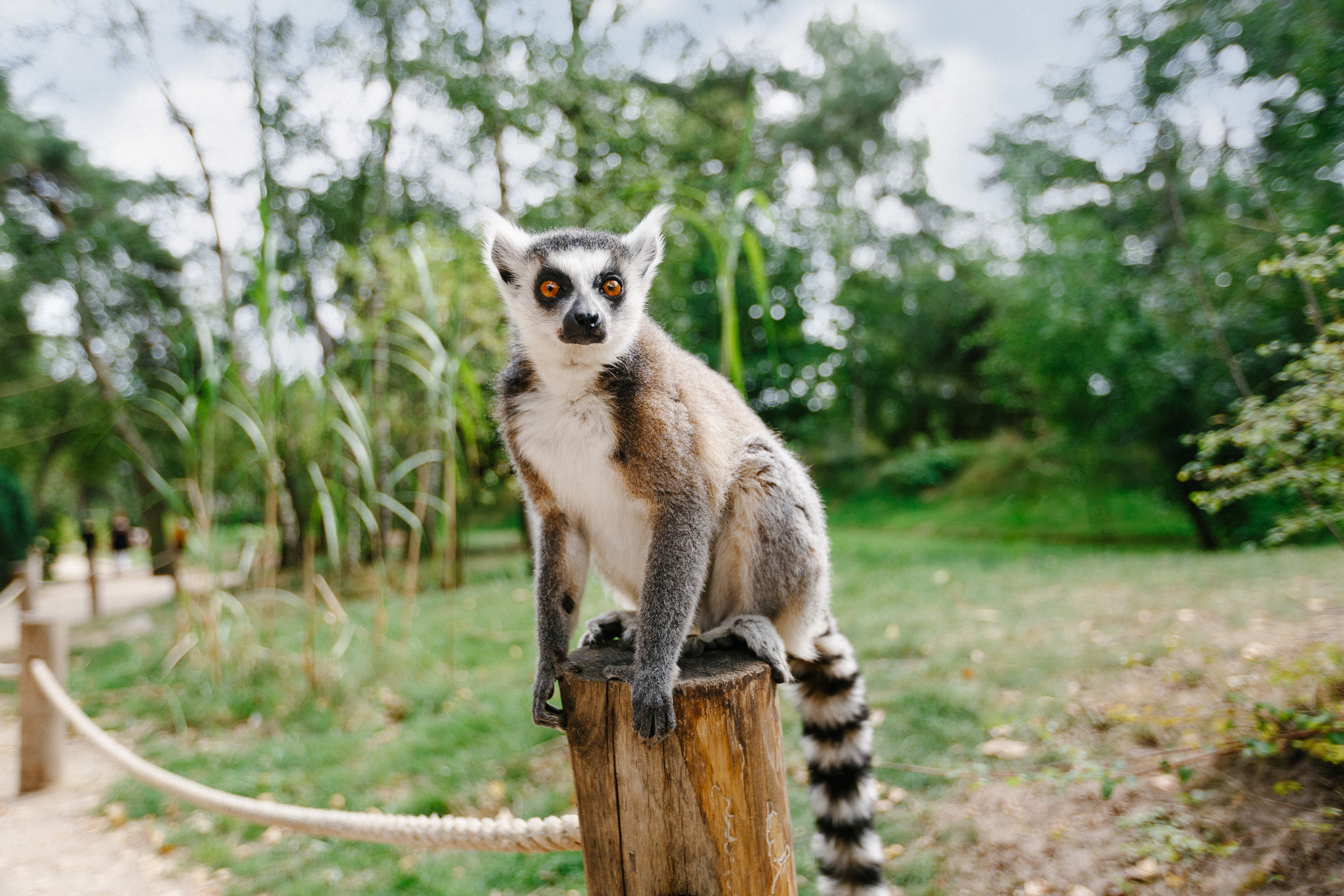 hr-2019-08-28-libema-beekse-bergen-safaripark-038 (1) (1).jpg