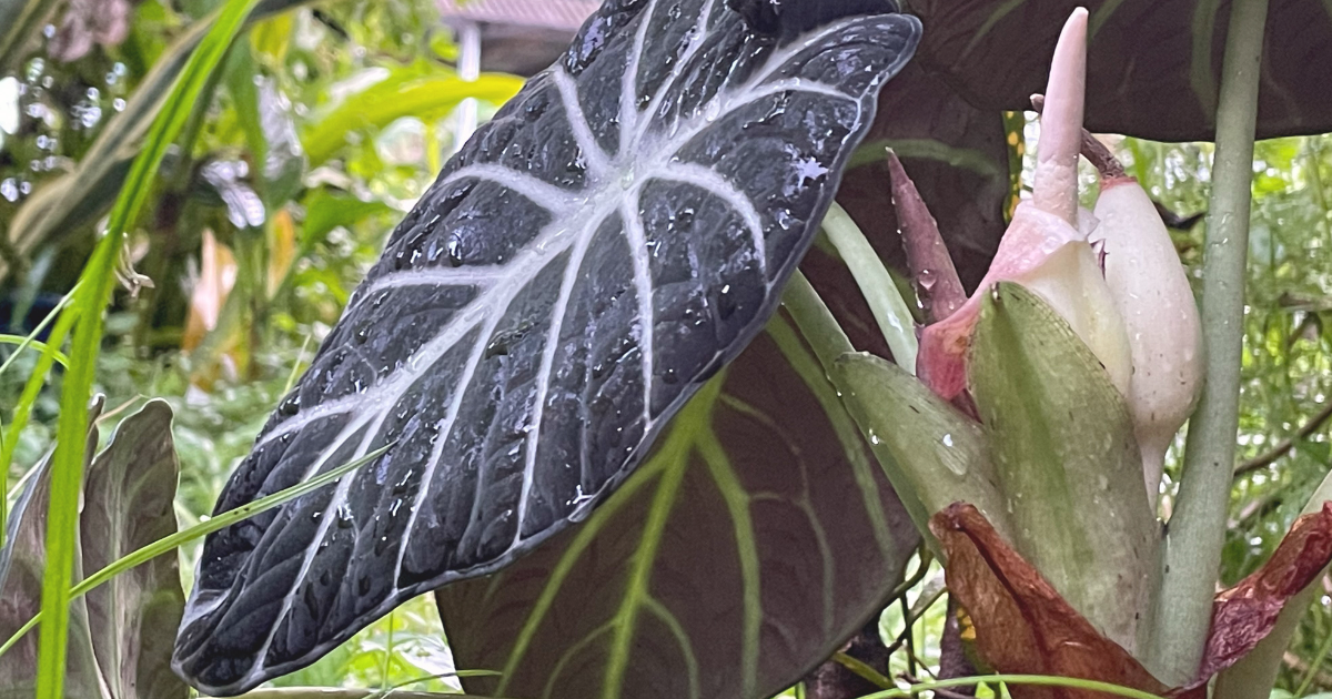 Alocasia Black Velvet.png