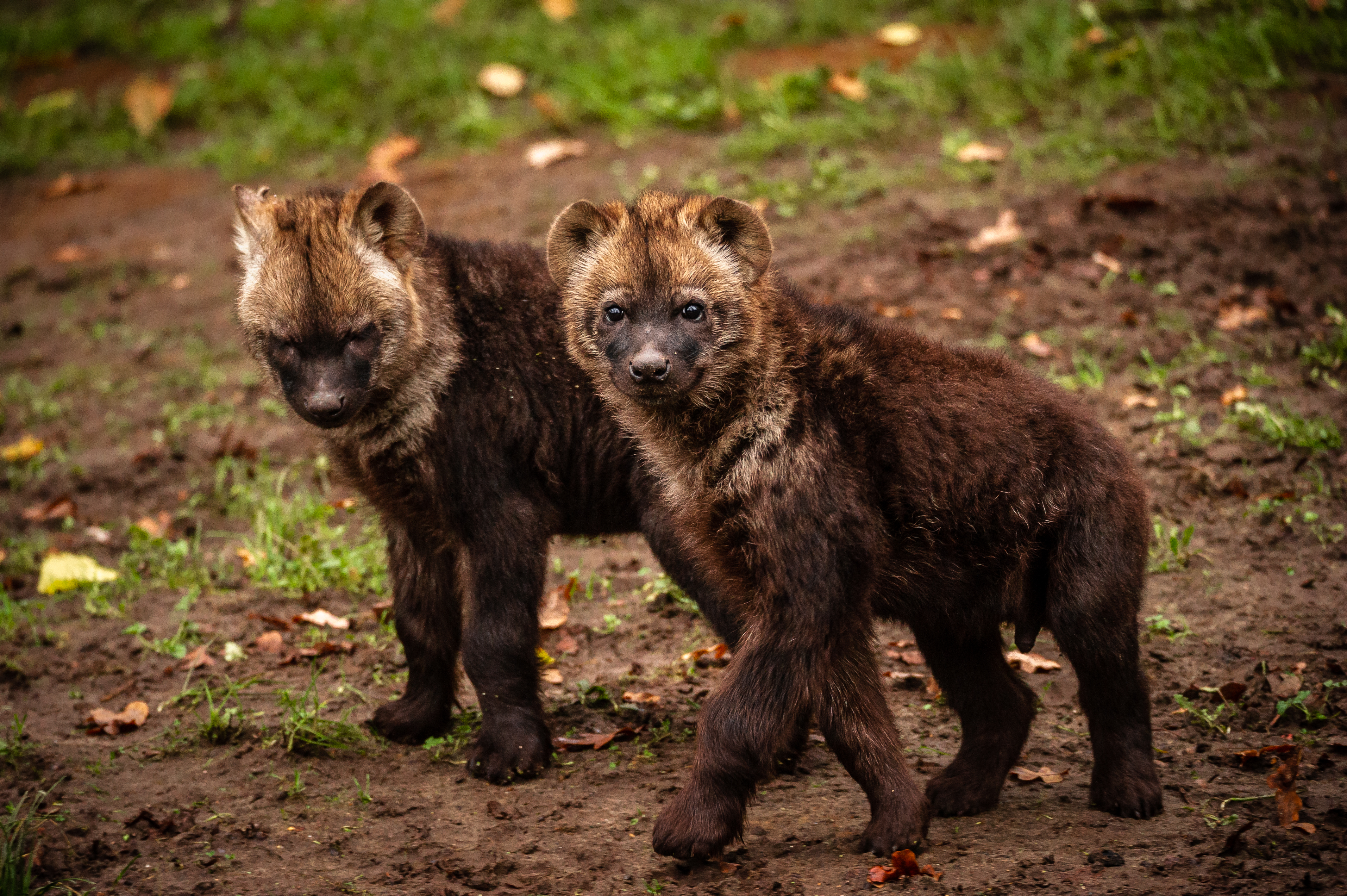 hyena Xavannah en Xena ZOO Planckendael Jonas Verhulst 09122022 (10).jpg