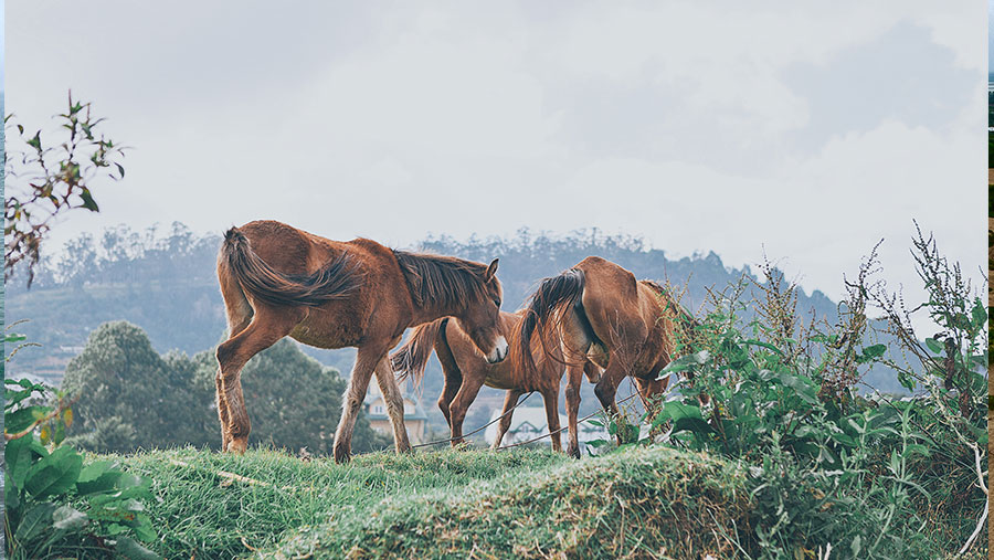 horses_srilanka_deft island.jpg