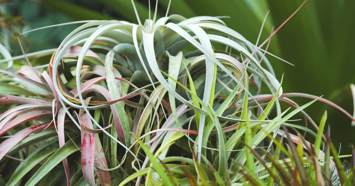 Tillandsias (2).png