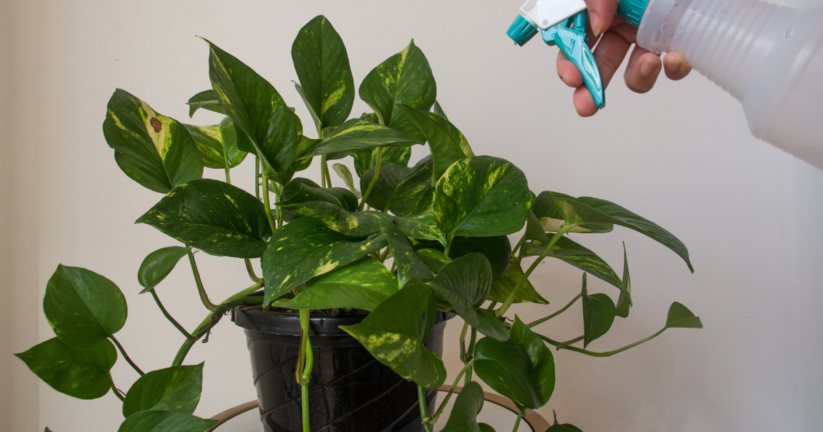 watering pothos (1).png