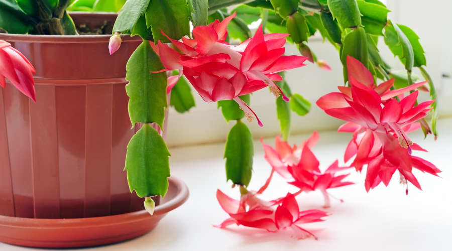 how-to-transplant-christmas-cactus.png