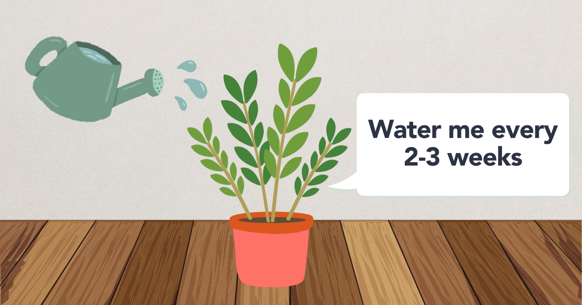 watering zz plant.png