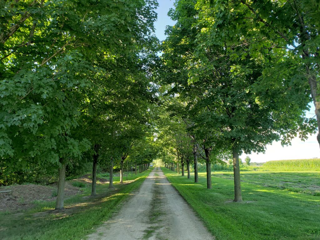 The entrance to Green Hill Farm is along a dirt path that is lined with beautiful, green trees.