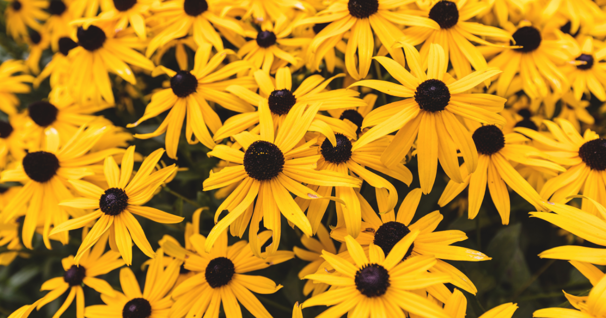 black-eyed-susans.png