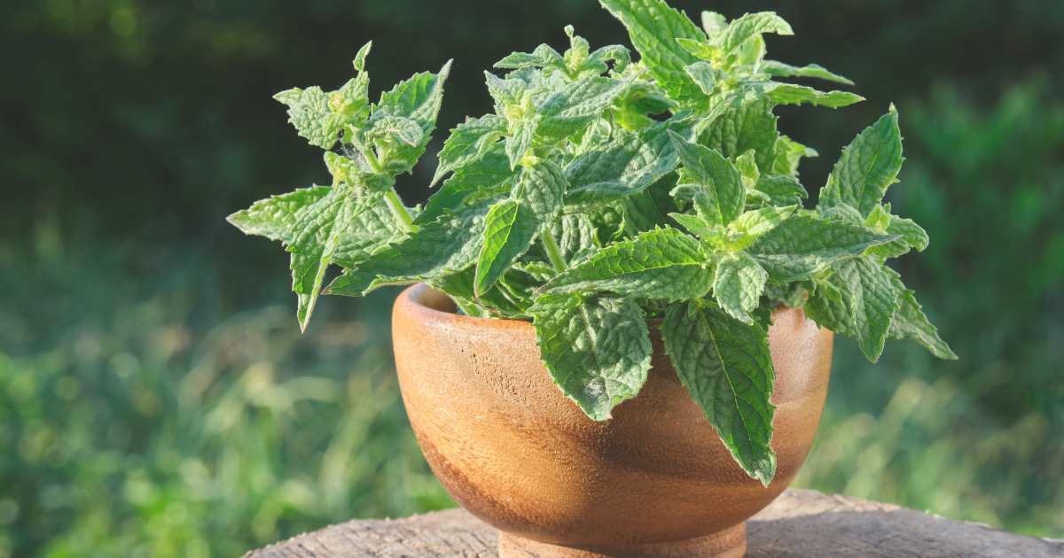 LEMON BALM.png