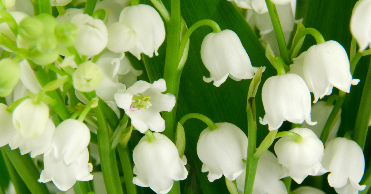 Lily of the Valley.png