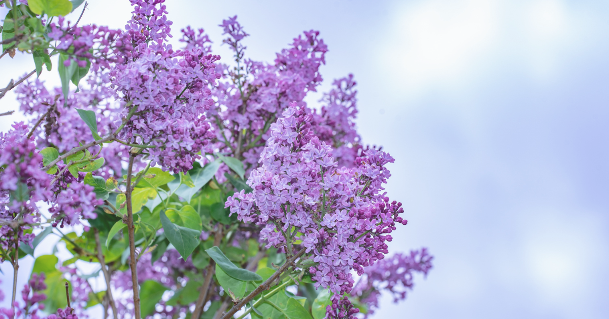 LILAC.png