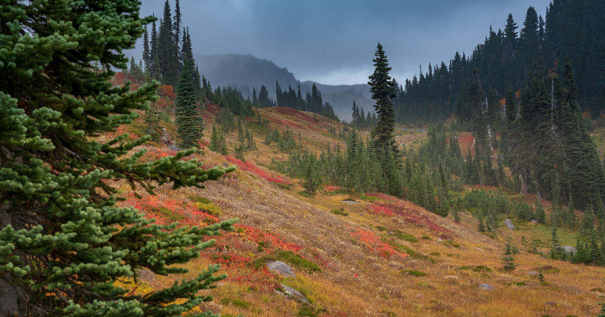 CampScanner's Guide to Mt. Rainier National Park Wildflower Season