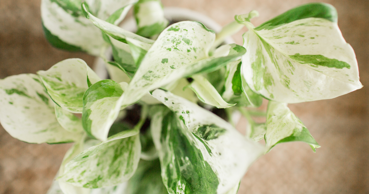 Golden Pothos Toxicity (1).png