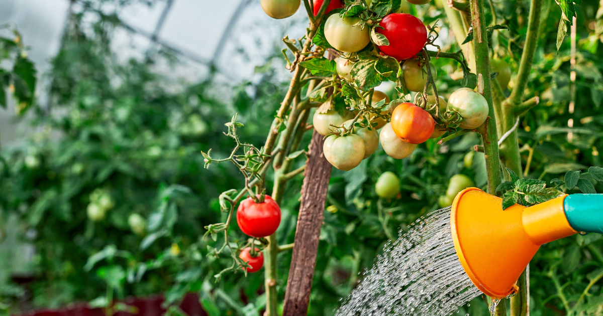 watering tomato.png