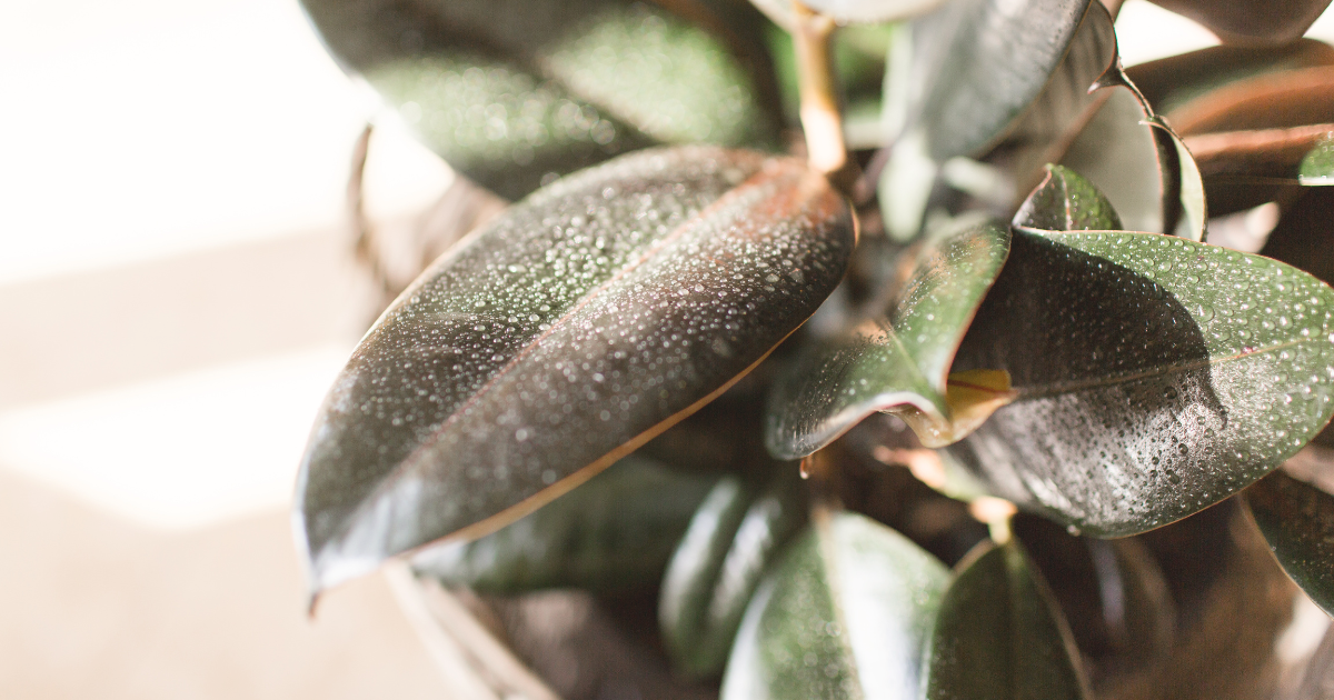 Watering Rubber Plant (1).png