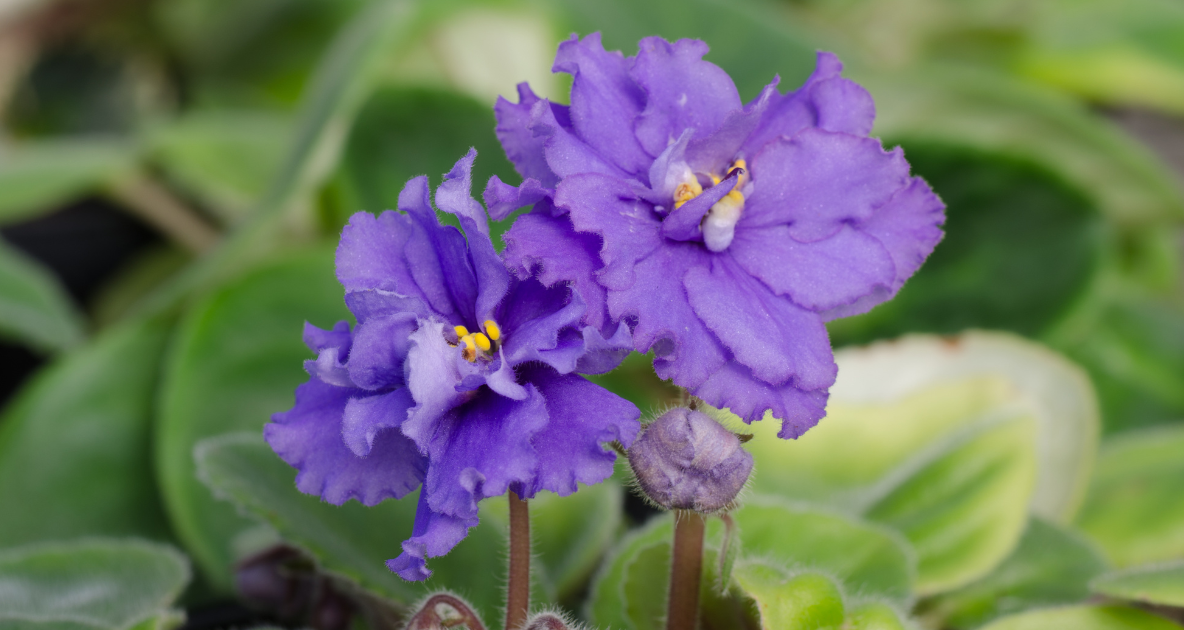 how to grow african violets.png