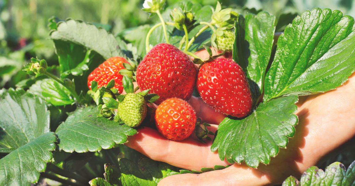 STRAWBERRIES.png