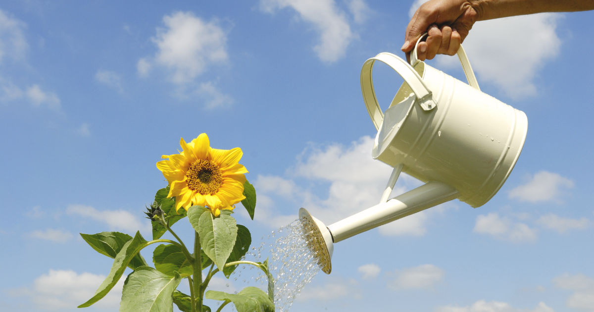 watering-sunflower-plant.png