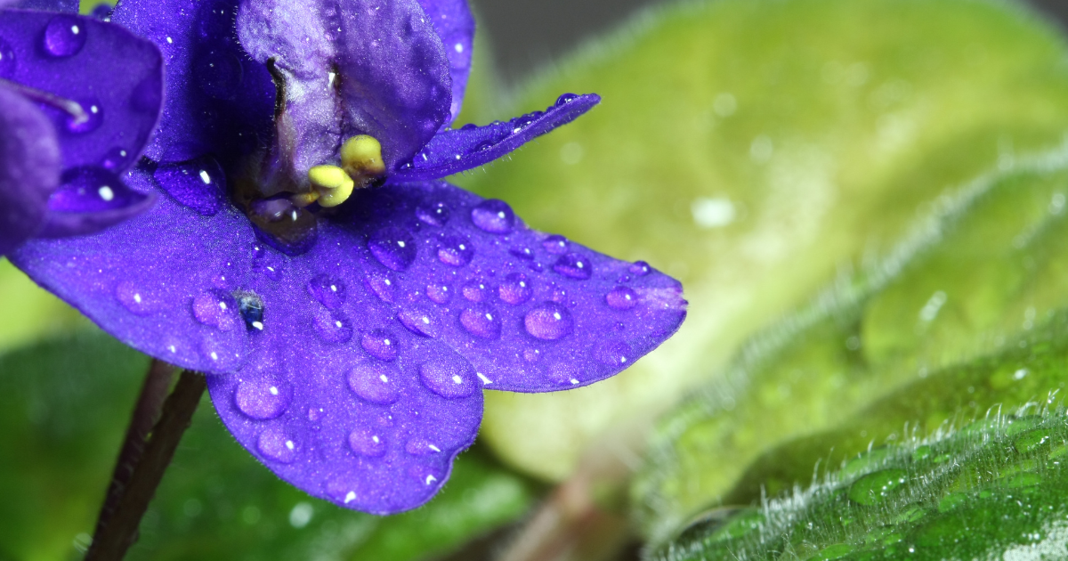 watering african violets.png