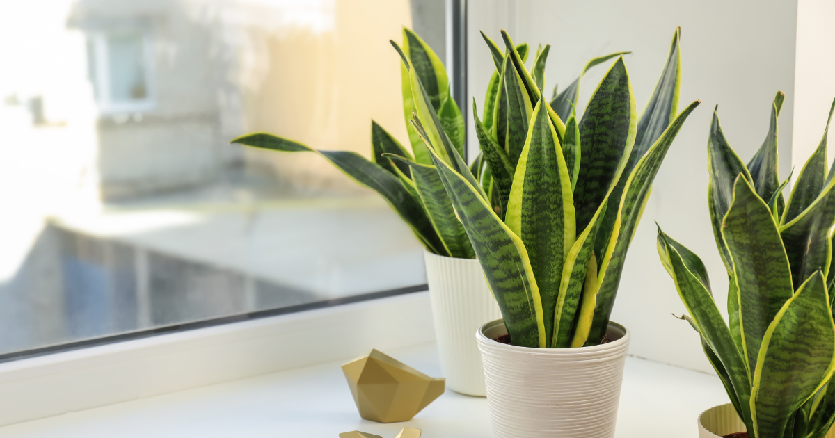 snake Plant.png