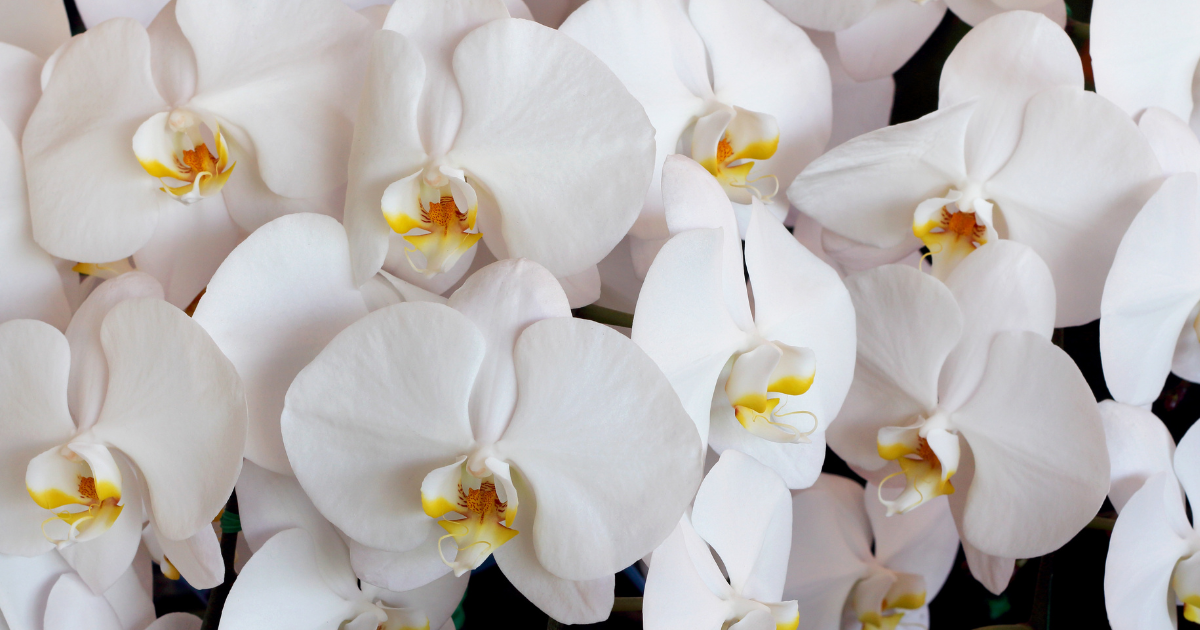 Orchids.png