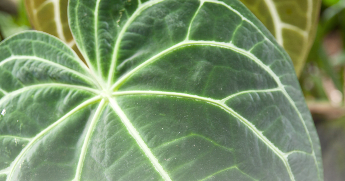 Anthurium Magnificum.png