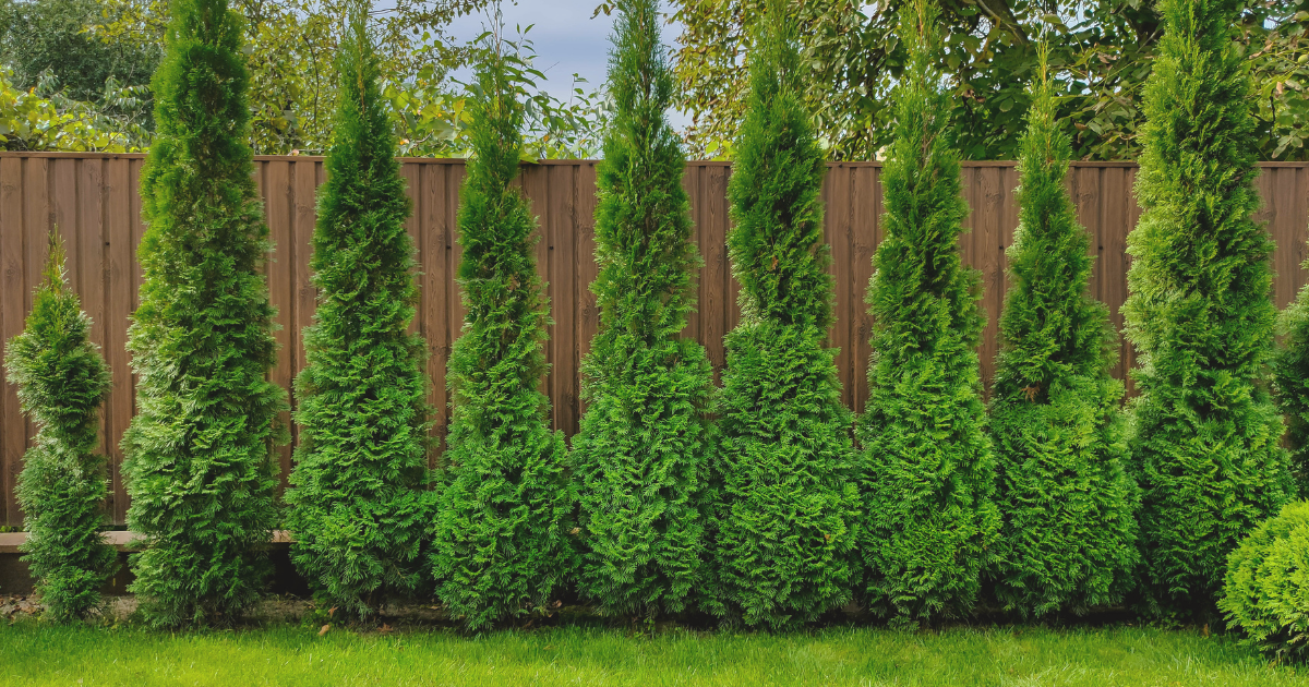 Green Giant Arborvitae.png