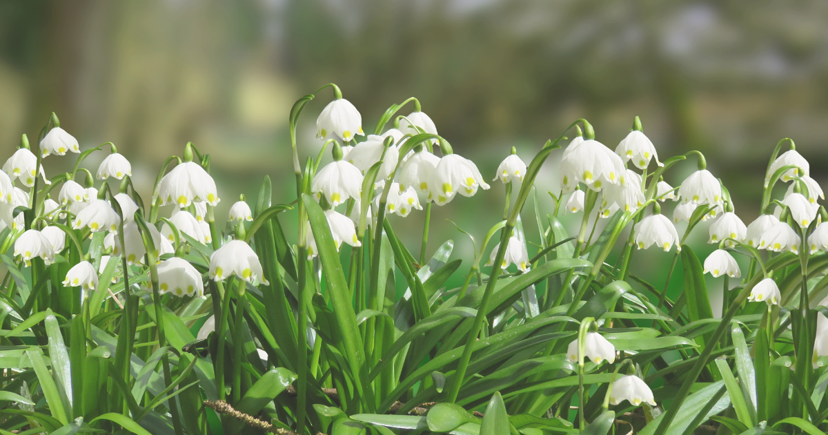 Snowdrops.png
