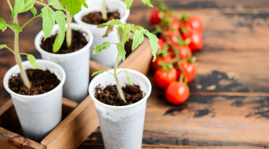 indoor-tomato-plant.png