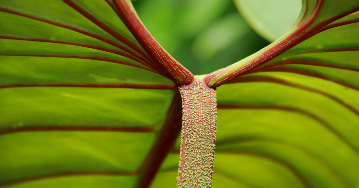 Philodendron Rojo Congo .png