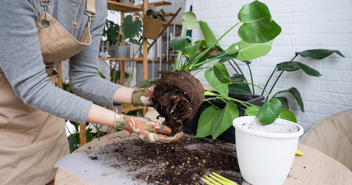 repotting philodendron.png