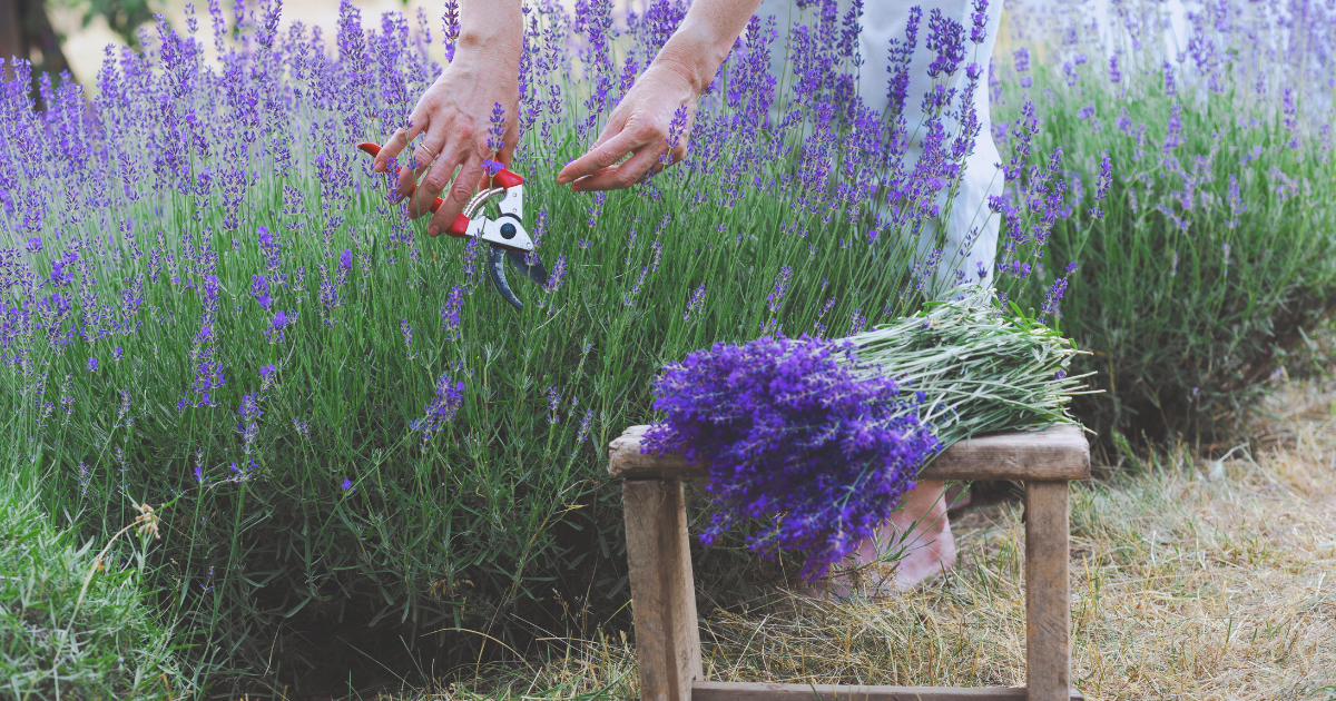 Harvesting Lavender.png