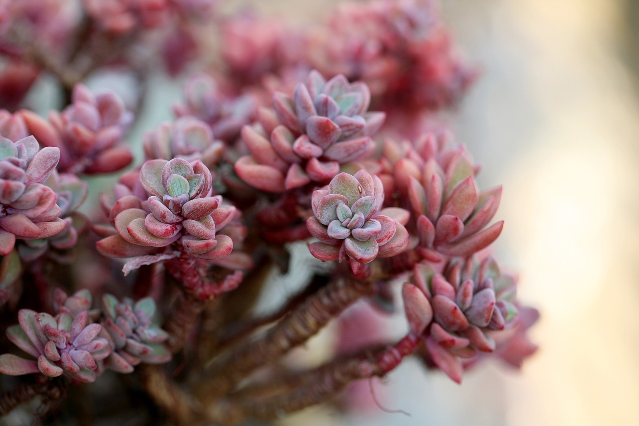 succulents-ga76ea87f0_1280.jpg