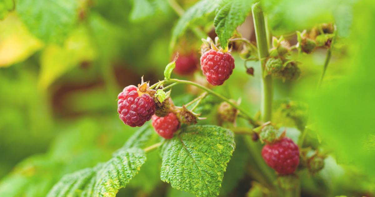 Raspberries.png