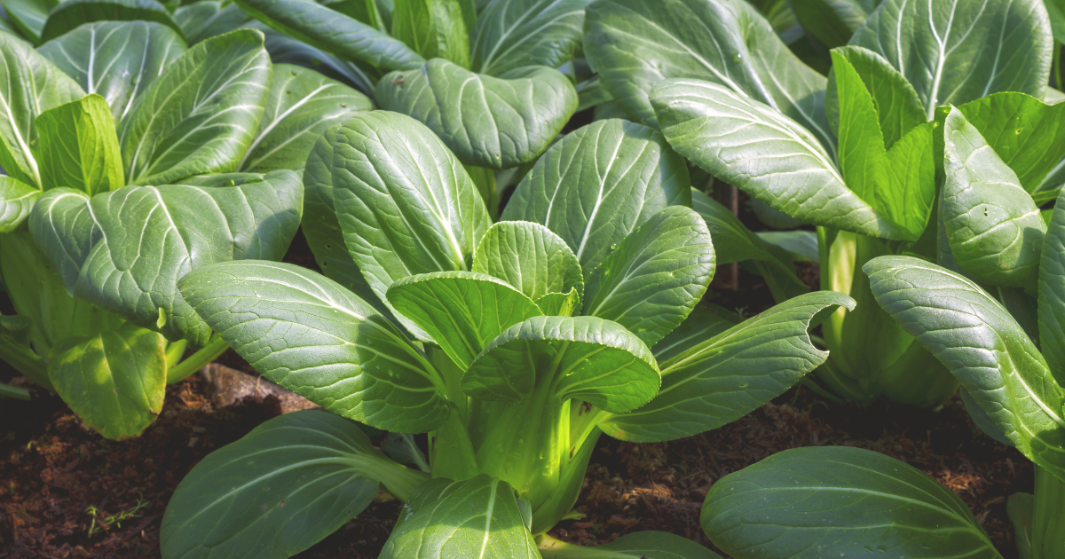 BOK CHOY.png