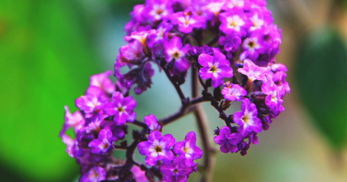Heliotrope.png