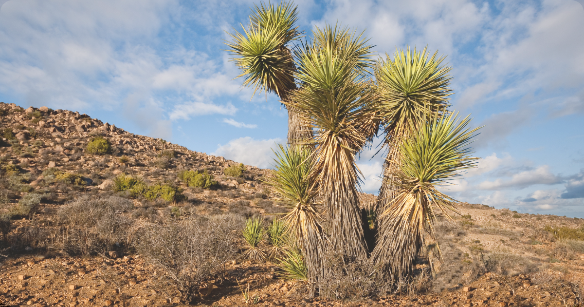 mojave yucca.png