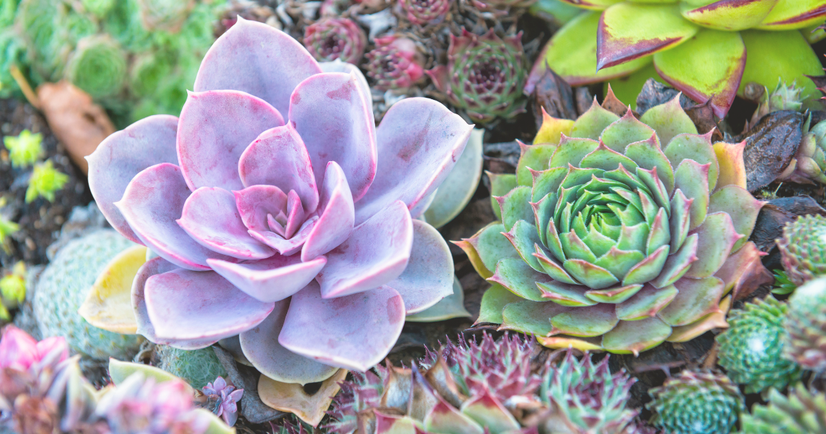 Succulents.png