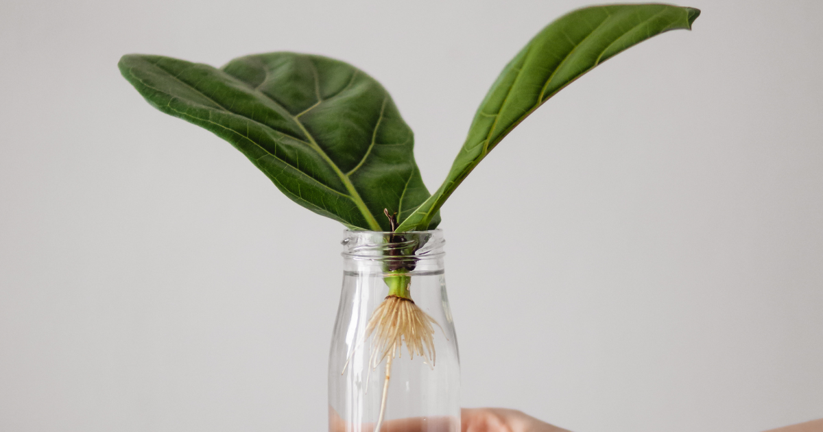 fiddle fig leaf propagation in water.png